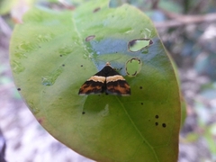 Choreutis basalis