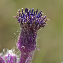 Senecio barbatus