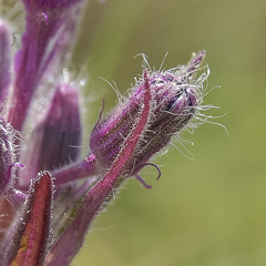 Senecio barbatus