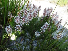 Spatalla mollis