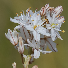 Trachyandra smalliana