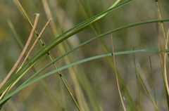 Trachyandra smalliana