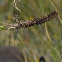 Trachyandra smalliana