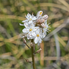 Trachyandra smalliana