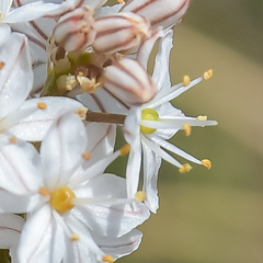 Trachyandra smalliana