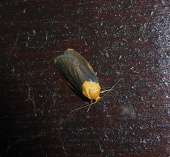 Darantasia cyanifera