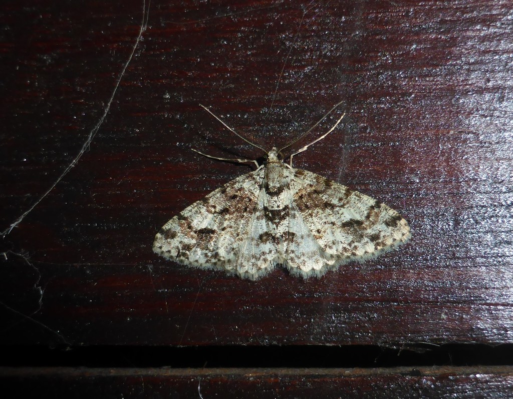 Myrioblephara flexilinea