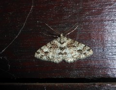 Myrioblephara flexilinea