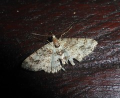 Myrioblephara flexilinea