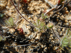 Cotula macroglossa