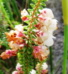 Erica corydalis