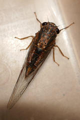 Yoyetta landsboroughi