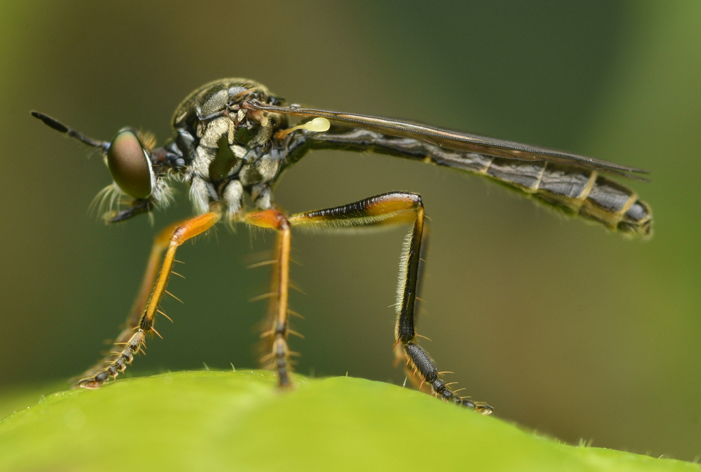 Stripe-legged Robber Fly