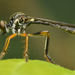 Stripe-legged Robber Fly - Photo (c) Rasmus Allesoee, some rights reserved (CC BY-NC), uploaded by Rasmus Allesoee