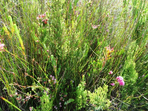 Image of Erica holosericea by (c) linkie, some rights reserved (CC BY)