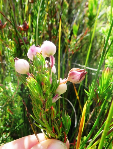 Image of Silky Heath (Erica holosericea) by (c) linkie, some rights reserved (CC BY)
