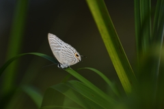 Jamides alecto dromicus