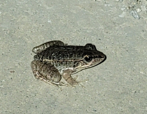 Black-spotted Frog