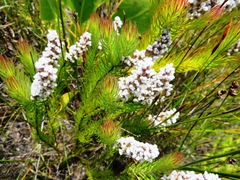 Spatalla mollis