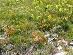 Spatalla mollis