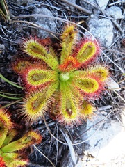 Drosera esterhuyseniae