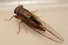 Yoyetta landsboroughi