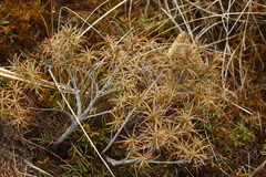 Dracophyllum recurvum