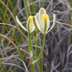 Albuca humilis