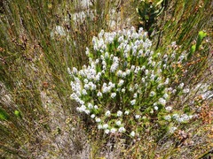 Spatalla mollis