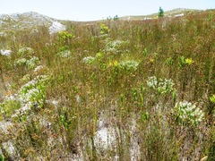 Spatalla mollis