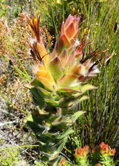 Mimetes capitulatus