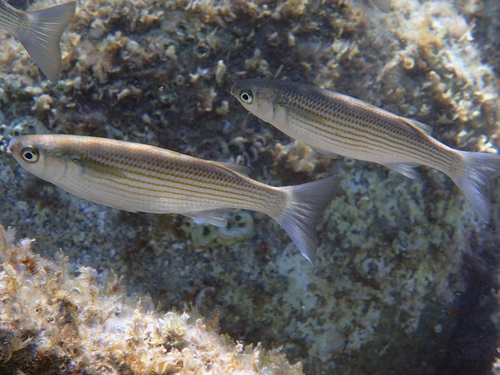 Boxlip Mullet, photo 7 of 8