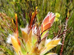 Mimetes capitulatus