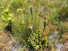 Mimetes capitulatus