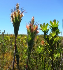 Mimetes capitulatus