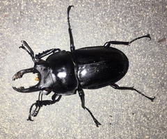 Neolucanus perarmatus