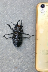 Neolucanus perarmatus