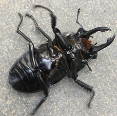 Neolucanus perarmatus