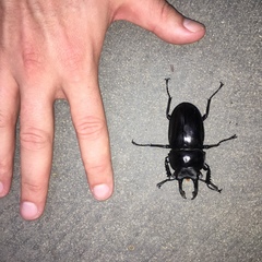 Neolucanus perarmatus