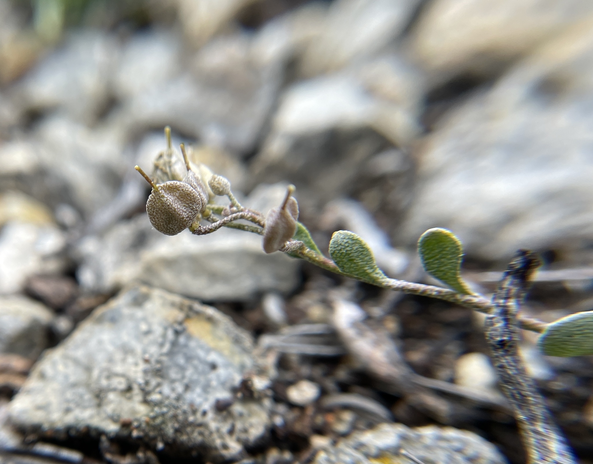 Physaria carinata