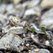 Physaria carinata - Photo (c) Scott Mincemoyer, μερικά δικαιώματα διατηρούνται (CC BY-NC), uploaded by Scott Mincemoyer