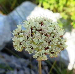 Hermas quinquedentata