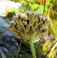 Hermas quinquedentata