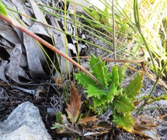 Hermas quinquedentata