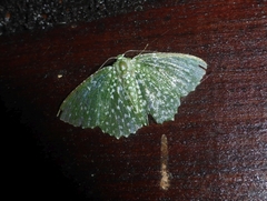 Eucyclodes diazeuxis