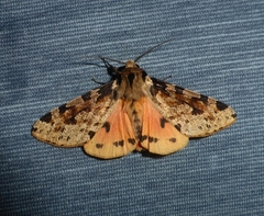 Spilosoma kebea