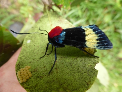 Eucocytia meeki