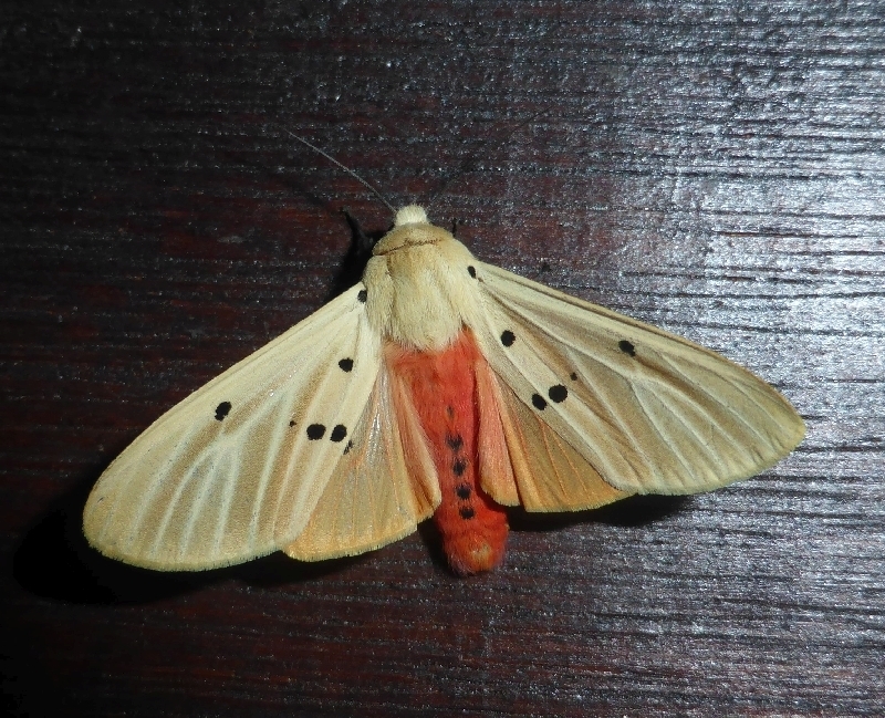 Nicetosoma
