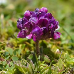 Trifolium burchellianum