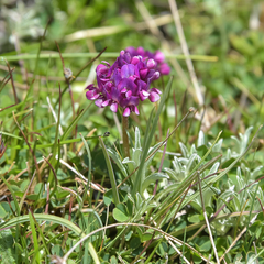 Trifolium burchellianum